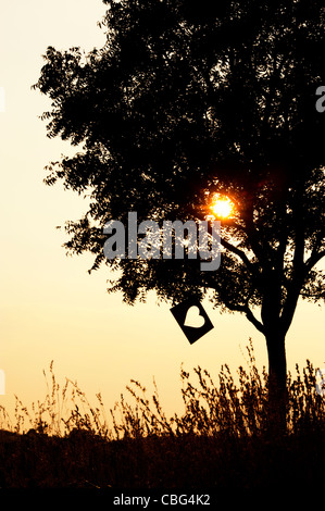 Tagliare fuori forma di cuore la carta in un albero al tramonto. Silhouette Foto Stock