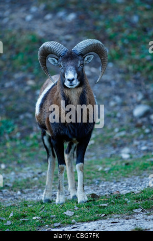 Mufflon europea ( Ovis orientalis musimon ) verticale. Foto Stock