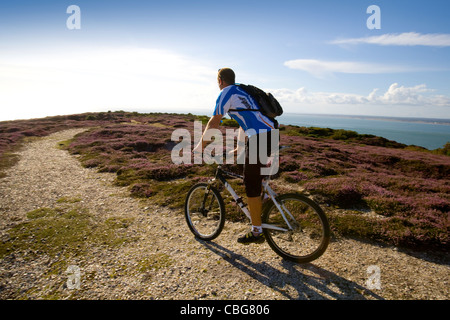 Mountain Biker, Headon Warren, allume Bay, aghi, ginestre, Isle of Wight, Inghilterra, Regno Unito, West Wight Foto Stock