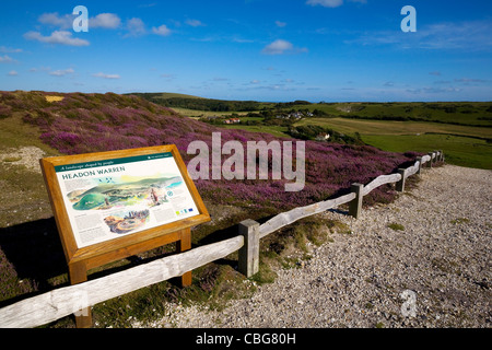 Headon Warren, allume Bay, aghi, ginestre, Isle of Wight, Inghilterra, Regno Unito, West Wight Foto Stock