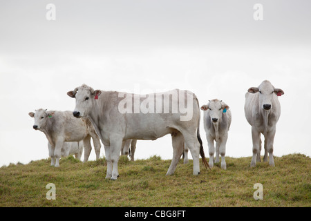 Mucche su una collina Foto Stock