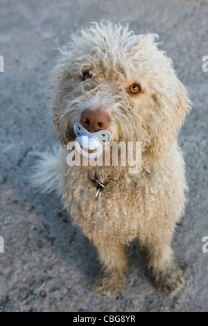 Un portoghese cane di acqua con un ciuccio in bocca Foto Stock