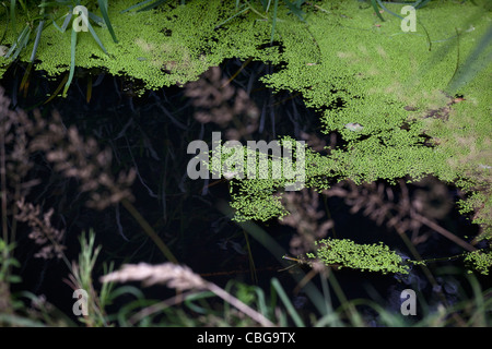 Le alghe che galleggiano in superficie di acqua di stagno Foto Stock