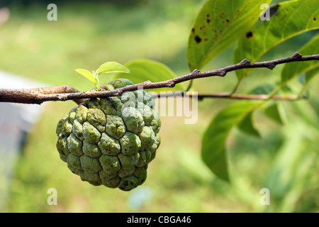 Dolce sop, anone (Annona squamosa), ramoscello con frutta Foto Stock