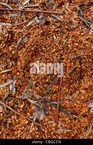 Marrone essiccato da trucioli di legno e autunnale di foglie morte Foto Stock
