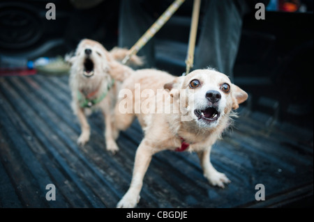 Feroci cani al guinzaglio a Bangkok, in Thailandia. Foto Stock