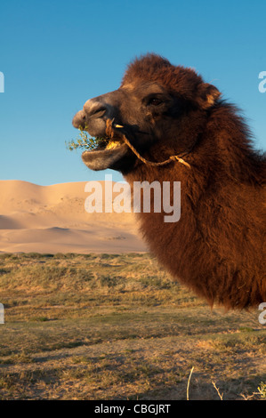 Twin humped Bactrian cammello nel deserto del Gobi della Mongolia Foto Stock