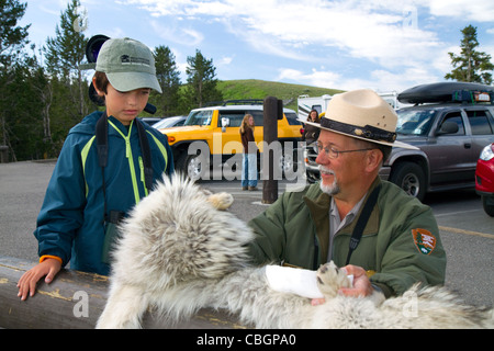 Ranger del Parco che mostra ai bambini un lupo pelt nel Parco Nazionale di Yellowstone, STATI UNITI D'AMERICA. Foto Stock