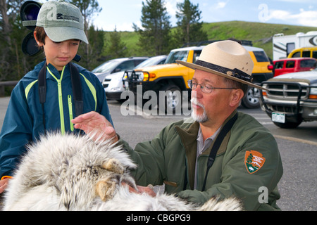 Ranger del Parco che mostra ai bambini un lupo pelt nel Parco Nazionale di Yellowstone, STATI UNITI D'AMERICA. Foto Stock