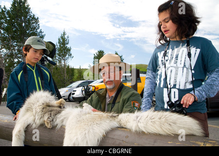 Ranger del Parco che mostra ai bambini un lupo pelt nel Parco Nazionale di Yellowstone, STATI UNITI D'AMERICA. Foto Stock