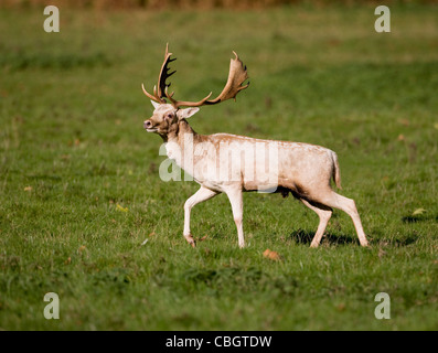 Feste di addio al celibato pallido Daino Dama Dama sfilano durante l'autunno a rut Ashton Court deer park vicino a Bristol REGNO UNITO Foto Stock