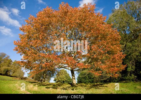 Cerro Quercus cerris in autunno a Ashton Court vicino a Bristol REGNO UNITO Foto Stock