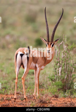 Maschio Fine Grant's gazzella Nanger granti mostra sulla testa e vista posteriore ed elegante a forma di lira corna al Tsavo Est Kenya di riserva Foto Stock