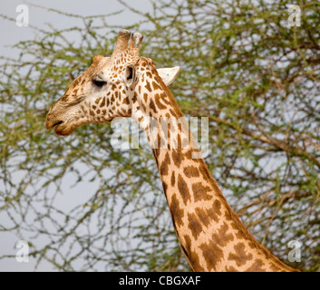 Masai Giraffe Giraffa camelopardalis tippelskirchi al Parco Nazionale Tsavo Kenya alimentazione su alti alberi di acacia Foto Stock