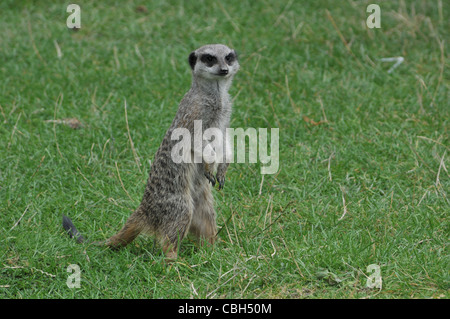 Meerkats in piedi sulle gambe hid alert Foto Stock