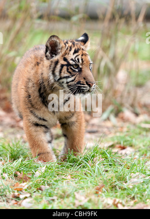 Quattro-mese-vecchio maschio tigre di Sumatra cub Foto Stock