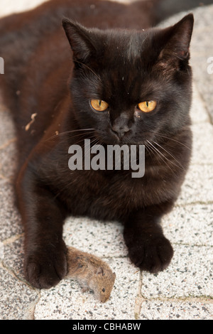 Gatto nero di fresco con cacciate topo morto Foto Stock