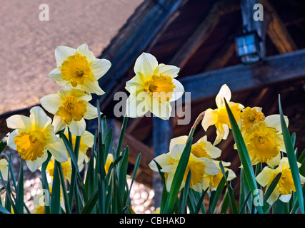 La molla narcisi in ingresso alla storica tipica dimora signorile attrazione in Inghilterra, Regno Unito Foto Stock