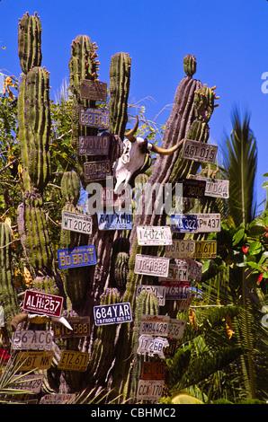 Licenza perduta piastre e un cranio appeso su cactus lungo non asfaltate strade del deserto in Baja California, Messico Foto Stock