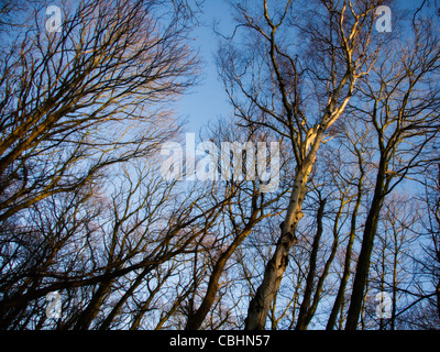 Il sole d'inverno sulle cime degli alberi di betulla e tronchi contro un cielo blu chiaro Foto Stock