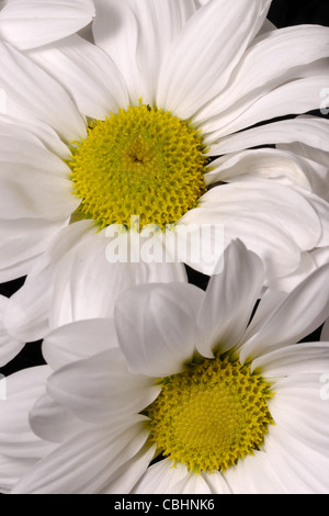 Macro ritratto di crisantemo Tanacetum cinerariifolium fiori su sfondo nero Foto Stock