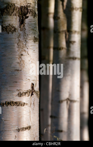 Silver birch (Betula spp) tronchi di alberi Foto Stock