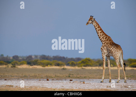 Una giraffa (Giraffa camelopardalis) acquisiti su una delle saline di Nxai Pan National Park, Botswana Foto Stock