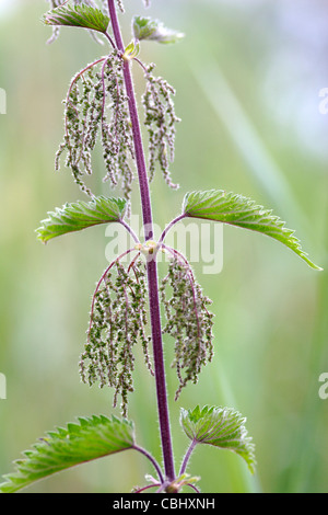 Ortica (Urtica dioica) fiori close up, England, Regno Unito Foto Stock