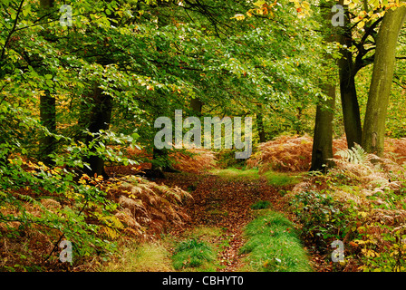 Lambridge legno, vicino a Henley on Thames, Regno Unito. Ottobre 2011 Foto Stock