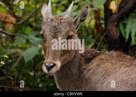 Close up di Nilgiri Tahr; una rara specie di capra rilevato in corrispondenza di eravikulam national park, munnar kerala Foto Stock