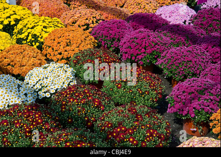 Molti diversi colorati fiori di crisantemo Foto Stock