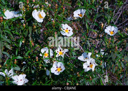 Gomma Ladanum, gomma Ladanum Brown-eyed o cisto arbusto appiccicoso (Cistus ladanifer) fiori. Foto Stock