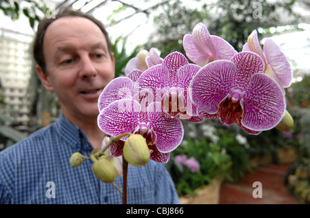 Jim Durrant da McBean le orchidee in Cooksbridge con una Phalaenopsis (moth orchid) Leopard Prince Foto Stock