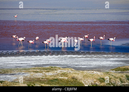 Fenicotteri andini (Phoenicoparrus andinus) rovistando nel sale Lago Laguna Colorada sull'Altiplano, Bolivia Foto Stock