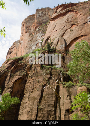 Gli angeli lo sbarco nel Parco Nazionale di Zion nello stato dello Utah STATI UNITI D'AMERICA Foto Stock