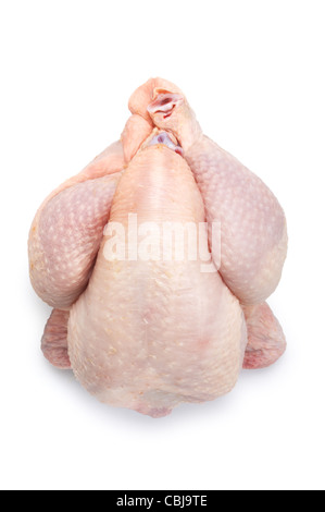 Piccoli di pollo o di Poussin - Giovanni Gollop Foto Stock