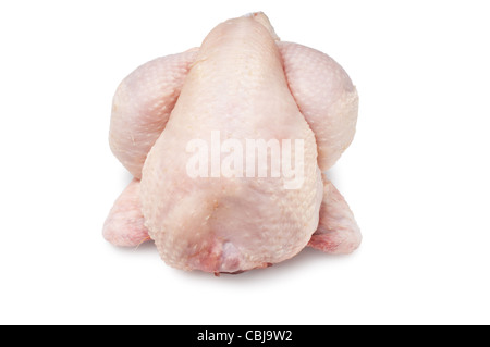 Piccoli di pollo o di Poussin - Giovanni Gollop Foto Stock