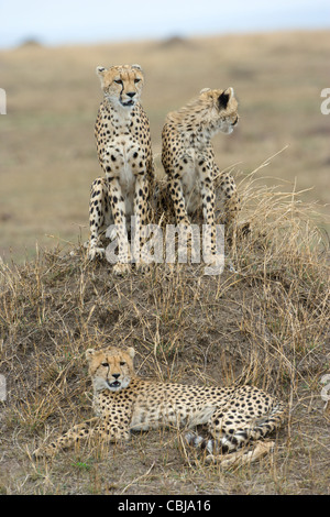 Femmina, ghepardo Acinonyx jubatus, con due lupetti, seduto sul tumulo termite. Masai Mara, Kenya, la molla. Foto Stock