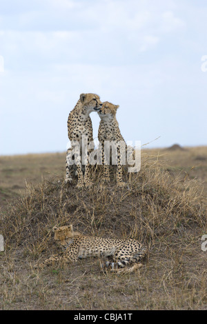 Femmina, ghepardo Acinonyx jubatus, con due lupetti, seduto sul tumulo termite. Masai Mara, Kenya, la molla. Foto Stock