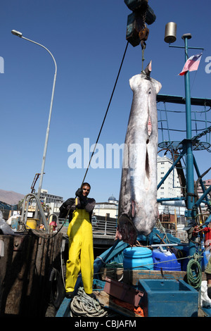 Scarico ( Pesce spada Xiphias gladius ) dalla barca da pesca, Iquique , Regione ho , Cile Foto Stock