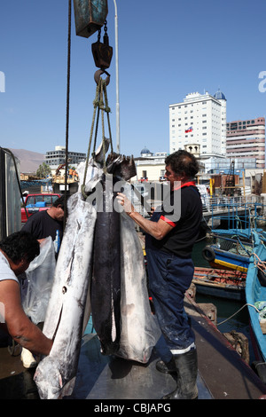 Scarico ( Pesce spada Xiphias gladius ) dalla barca da pesca, Iquique , Regione ho , Cile Foto Stock