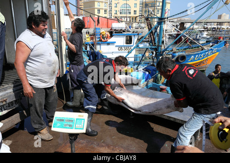 Mettere un ( Pesce spada Xiphias gladius ) su di una bilancia di pesatura , Iquique , Regione ho , Cile Foto Stock