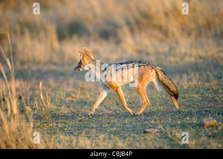 Nero-backed Jackal, Canis mesomelas, passeggiate. Masai Mara, Kenya, la molla. Foto Stock