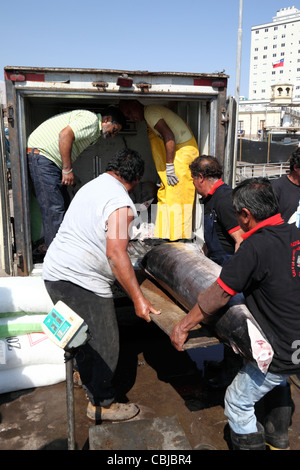 Lavoratori un carico ( Pesce spada Xiphias gladius ) sul carrello per società di consegna, Iquique , Regione ho , Cile Foto Stock