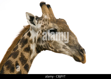 Una giraffa fotografato la Madikwe Game Reserve in Sud Africa Foto Stock