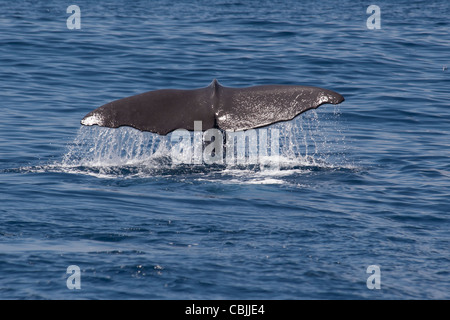 Capodoglio, Physeter macrocephalus fluking, Azzorre, Oceano Atlantico. Foto Stock