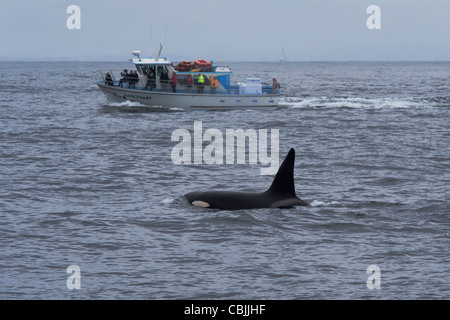 Transient Killer Whale/Orca (Orcinus orca). Grande maschio affiorante nella parte anteriore della barca per fare Whale watching. Monterey, California. Foto Stock