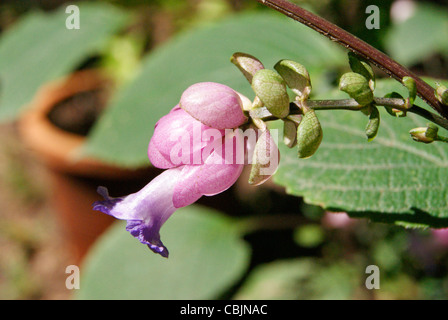 Rare tipico colore misto fiore trovati in Palode Giardino Botanico in India Foto Stock