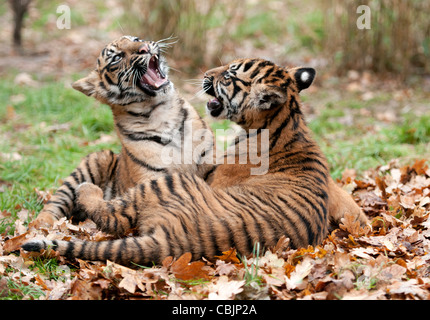 Quattro mesi di Sumatra maschi cuccioli di tigre giocando in foglie di inverno Foto Stock