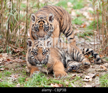 Quattro mesi di Sumatra maschi cuccioli di tigre giocando in foglie di inverno Foto Stock